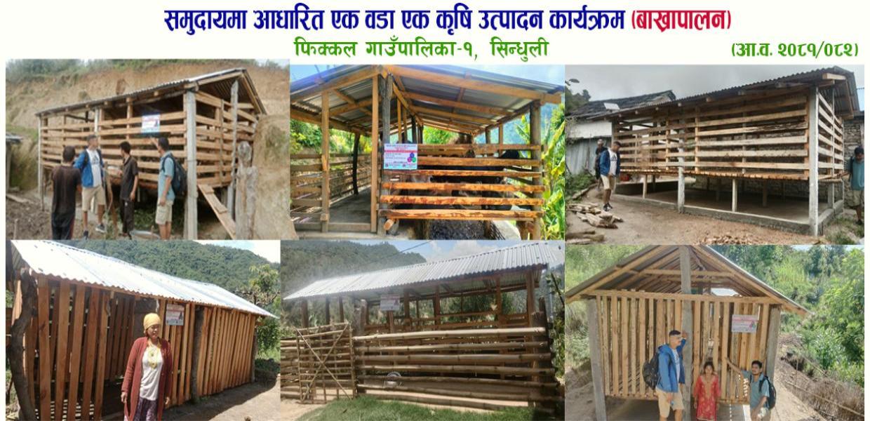 समुदायमा आधारित एक वडा एक कृषि उत्पादन कार्यक्रम (बाखापालन), फिक्कल गा.पा .- १, सिन्धुली