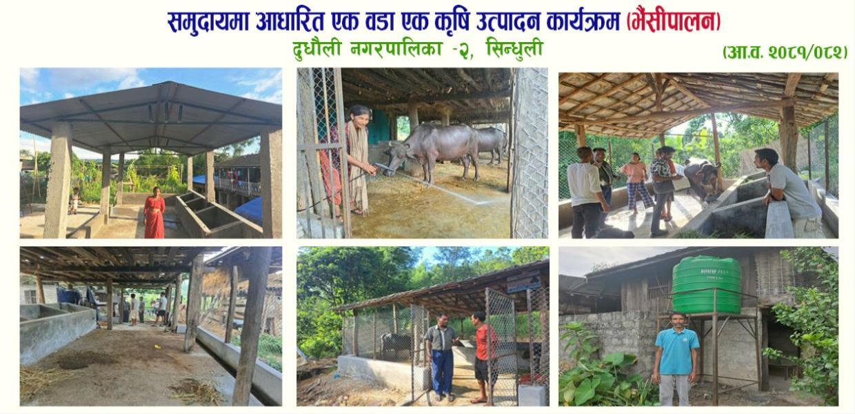 समुदायमा आधारित एक वडा एक कृषि उत्पादन कार्यक्रम (भैंसीपालन), दुधौली न.पा .- २, सिन्धुली