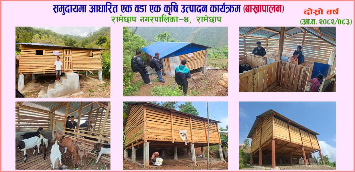 समुदायमा आधारित एक वडा एक कृषि उत्पादन कार्यक्रम (बाखापालन), रामेछाप न.पा .- ४, रामेछाप